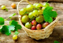 Ягоды крыжовника различных сортов