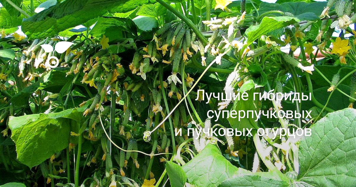 Лучшие гибриды суперпучковых и пучковых огурцов