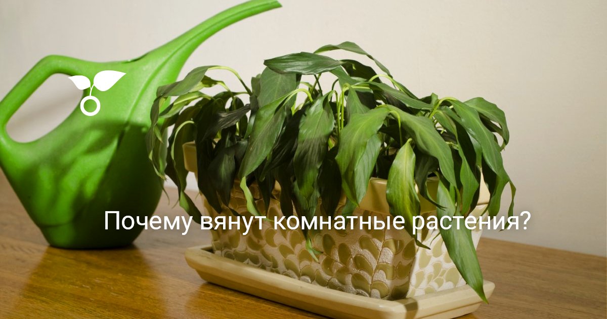 Почему вянут комнатные растения?