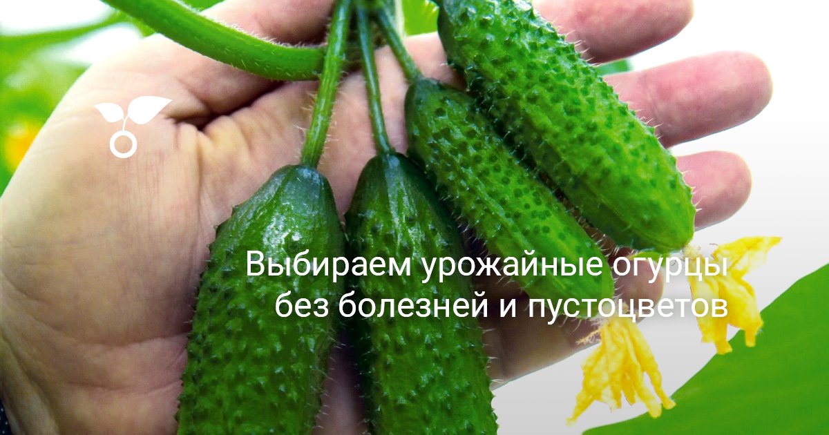 Выбираем урожайные огурцы без болезней и пустоцветов