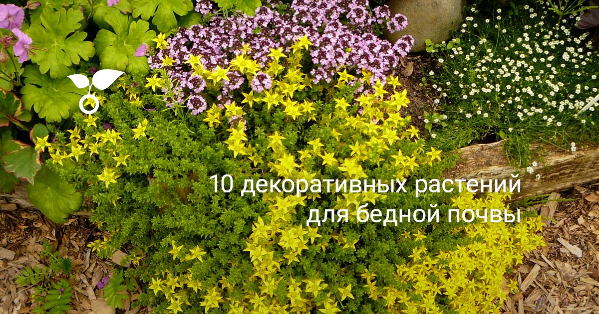 10 декоративных растений для бедной почвы