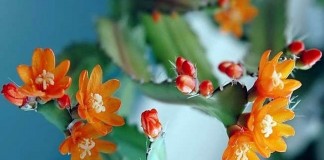 Аканторипсалис одноколючковый (Acanthorhipsalis monacantha)