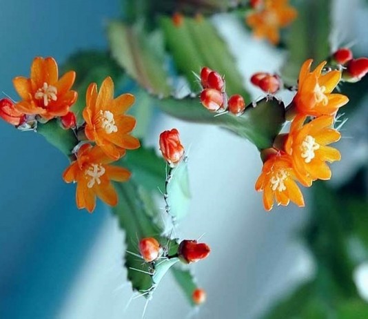 Аканторипсалис одноколючковый (Acanthorhipsalis monacantha)