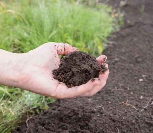 Плодородная почва, улучшенная бактериальными удобрениями