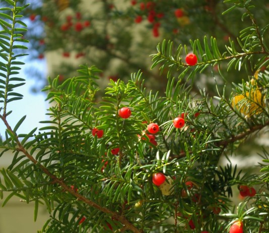 Восхитительные комнатные тисы и головчатотиссы - Редкие и необычные Головчатотисс Харрингтона (Cephalotaxus harringtonii)