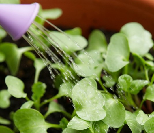 «Эпин» — стимулятор роста растений - Цветник и ландшафт Стимулирование роста растений с помощью препарата Эпин