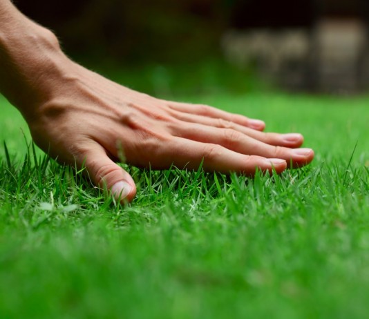 Виды газонов - Цветник и ландшафт Газон