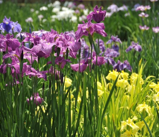 Ирисы