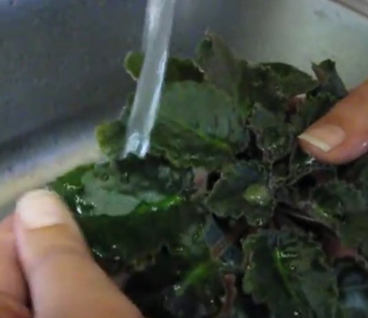 Как помыть сенполию (узамбарскую фиалку)