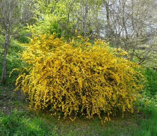 Керрия японская (Kerria japonica)