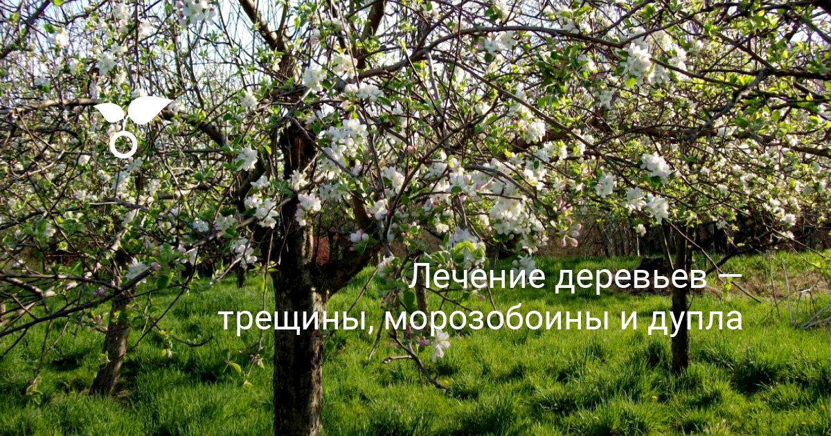 Лечение деревьев — трещины, морозобоины и дупла