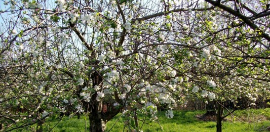 Фруктовый сад весной