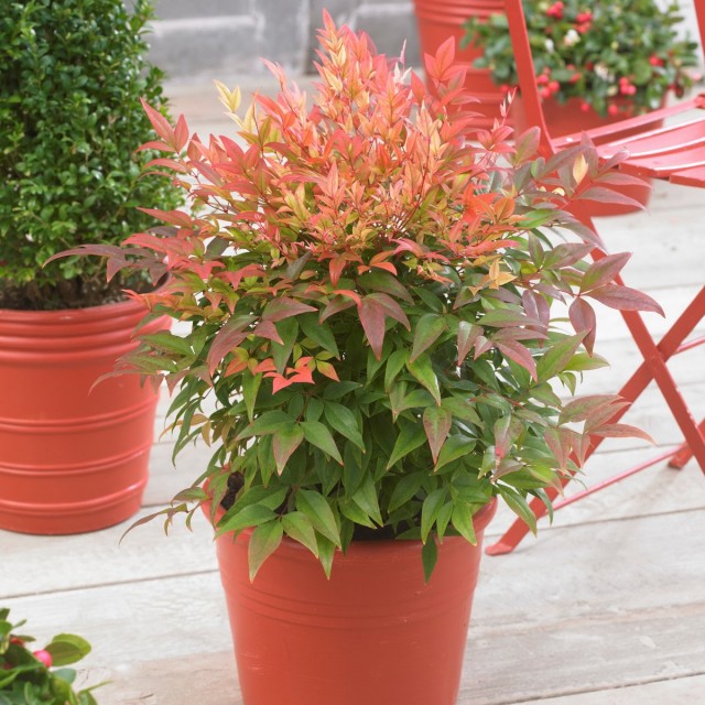 Нандина домашняя «Манон» (Nandina domestica 'Manon') Нандина домашняя «Манон» (Nandina domestica 'Manon')