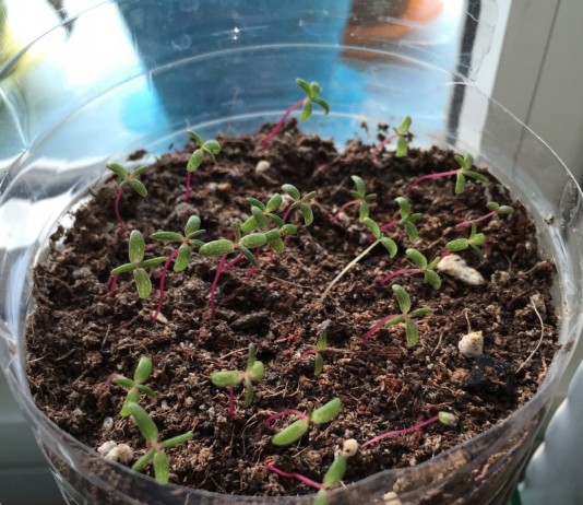 Выращивание портулака крупноцветкового из семян - Цветник и ландшафт Выращивание портулака крупноцветкового из семян