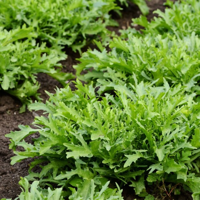 Руккола садовая, или Эрука посевная (Eruca vesicaria) Руккола садовая, или Эрука посевная (Eruca vesicaria)