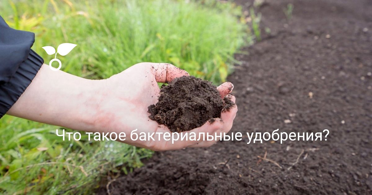 Что такое бактериальные удобрения?