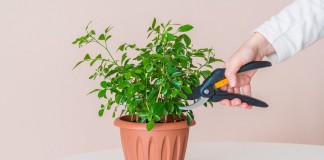 Обрезка комнатных растений