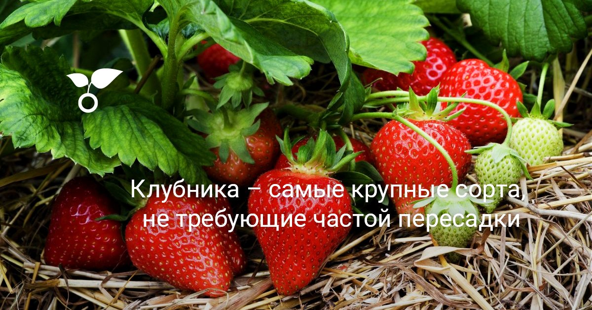 Клубника — самые крупные сорта, не требующие частой пересадки