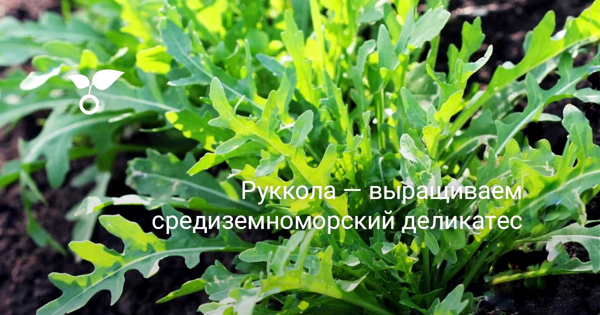 Руккола — выращиваем средиземноморский деликатес