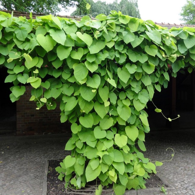 Кирказон крупнолистный (Aristolochia macrophylla) Кирказон крупнолистный (Aristolochia macrophylla)