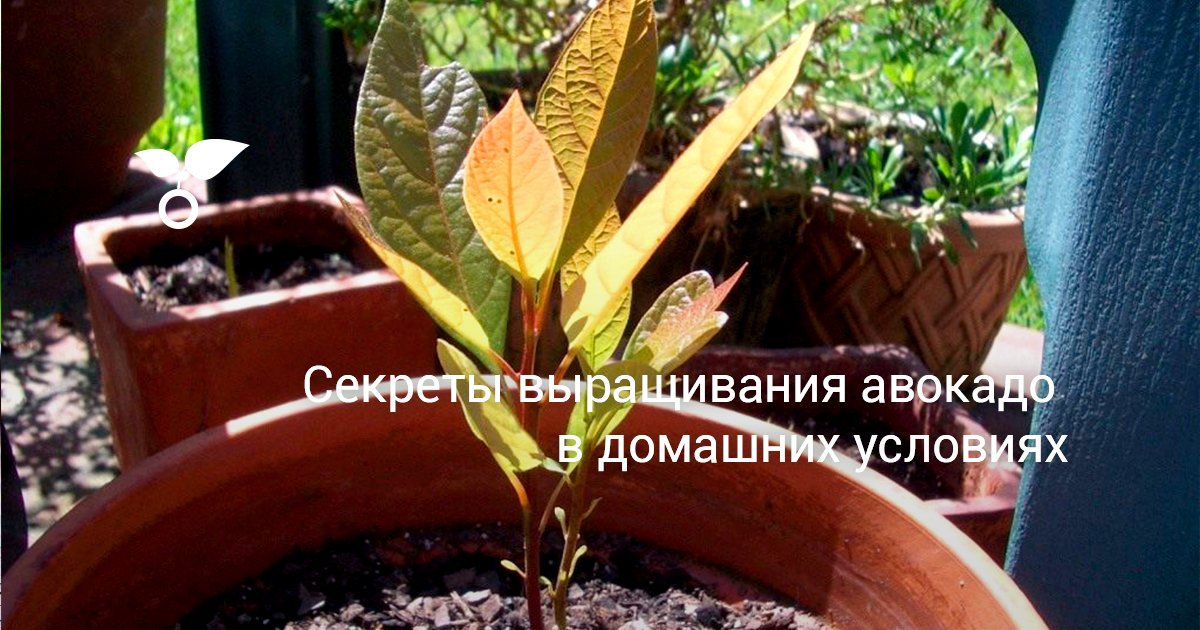 Секреты выращивания авокадо в домашних условиях