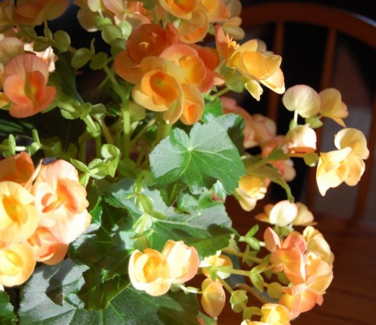 Выращивание бегоний в комнатных условиях - Красивоцветущие Бегония