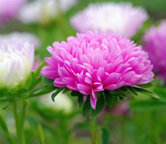 Астра однолетняя, или Каллистефус китайский (Callistephus chinensis)