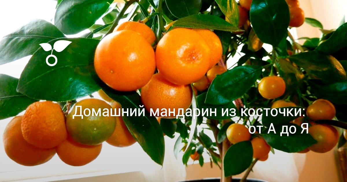 Домашний мандарин из косточки: от А до Я