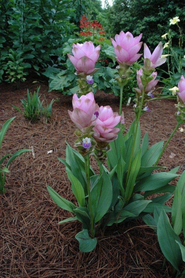 Растение куркума (Curcuma)