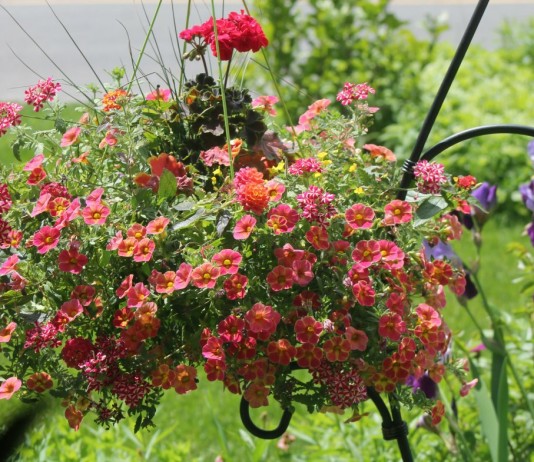 Однолетние цветы в подвесном кашпо