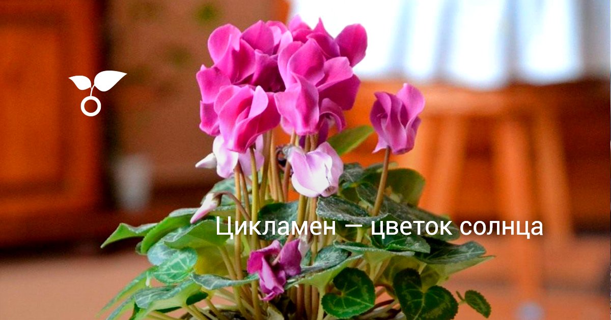 Цикламен — цветок солнца