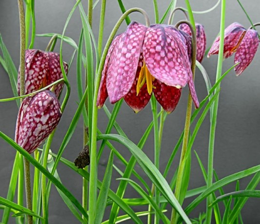 Рябчик (Fritillária)