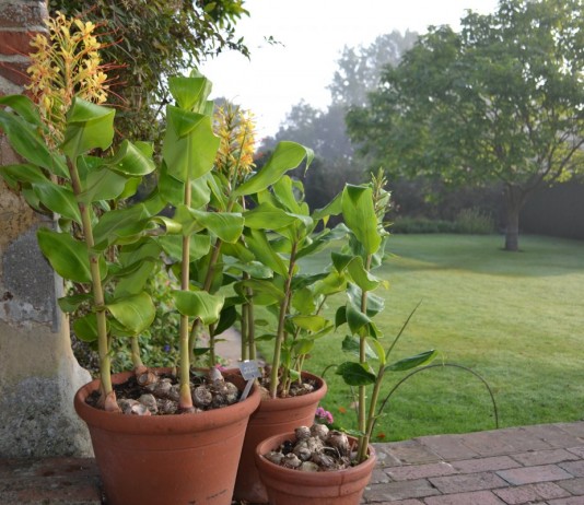 Гедихиум (Hedychium)