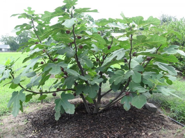 Инжир, или Фига, или Фиговое дерево (Ficus carica)