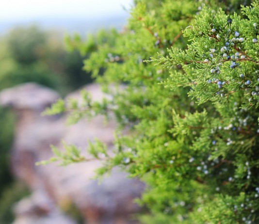 Можжевельник