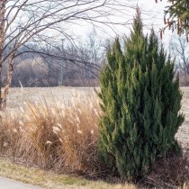 Можжевельник высокий (Juniperus excelsa)