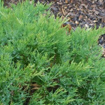 Можжевельник казацкий (Juniperus sabina)