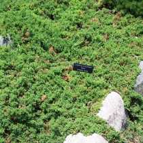 Можжевельник лежачий, или склоняющийся (Juniperus procumbens)