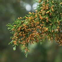 Можжевельник виргинский (Juniperus virginiana)