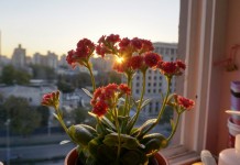 Цветы каланхоэ