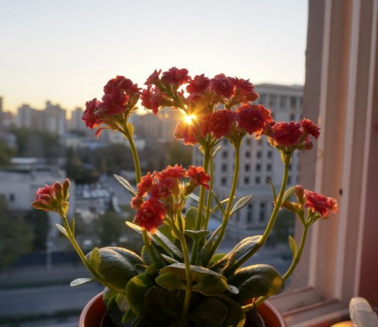 Цветы каланхоэ