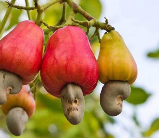 Плодоножка, разросшаяся в виде груши (так называемое яблоко-кажу). Снизу настоящий плод — орех кешью