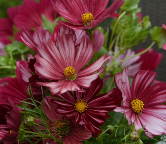 Выращивание космеи из семян - Цветник и ландшафт Космея дваждыперистая (Cosmos bipinnatus)