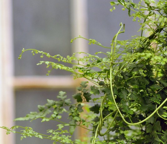 Лигодиум японский (Lygodium japonicum)