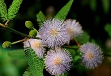 Мимоза стыдливая (Mimosa pudica)
