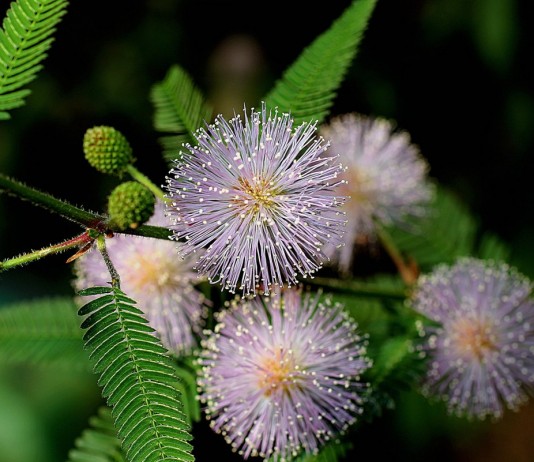 Мимоза стыдливая (Mimosa pudica)