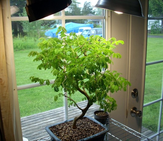 Дополнительное освещение для комнатного растения