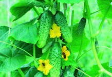 Одни из лучших пчёлоопыляемых огурцов