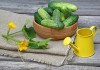 Лучшие новые сорта огурцов для теплицы