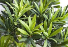 Подокарп крупнолистный (Podocarpus macrophyllus)